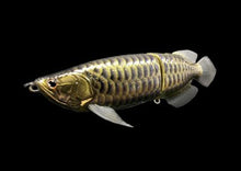 SUMERAGI AROWANA