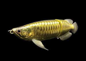 SUMERAGI AROWANA