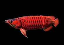 SUMERAGI AROWANA