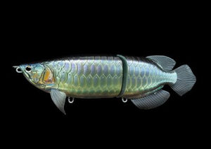 SUMERAGI AROWANA