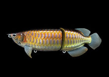 SUMERAGI AROWANA