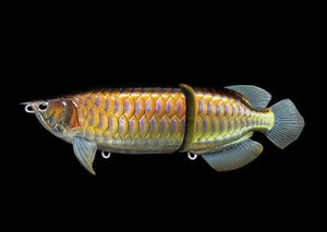 SUMERAGI AROWANA